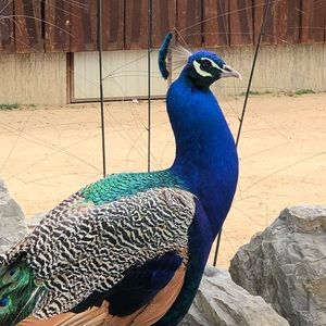 Meet your Posher, Paul